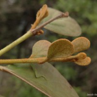 Taxillus incanus (Trimen) Wiens